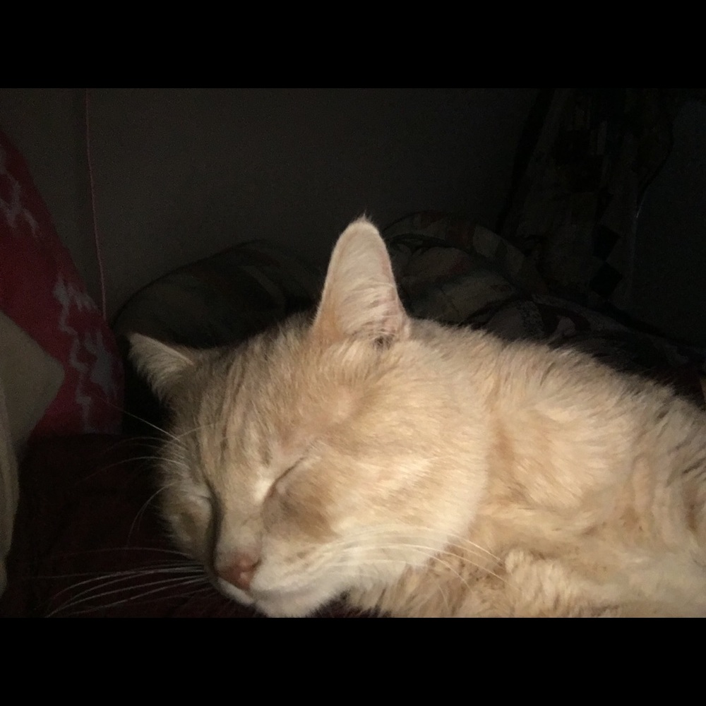 Meet your Posher, Sammy